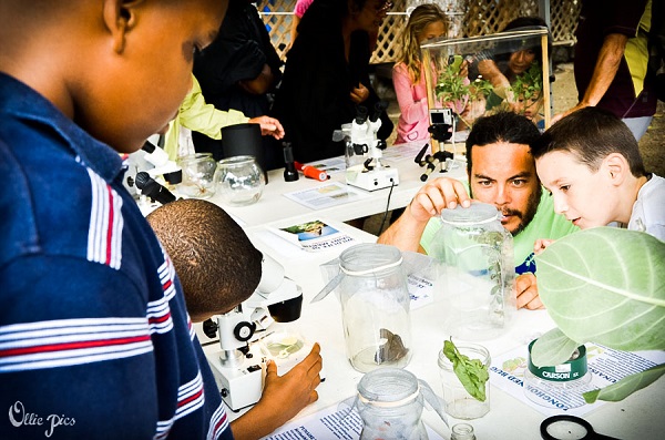 A variety of fascinating insects were on display at the Bug Discovery Station, including species found only on St. Martin. (Photo by Olivia Roudon)