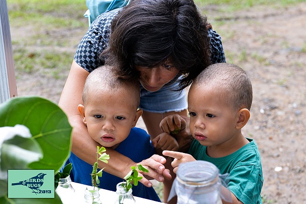 Small SXM-ers meet checkered swallowtail caterpillars at the Bug Discovery Station. (Photo by Chemaine Petit-Booi)