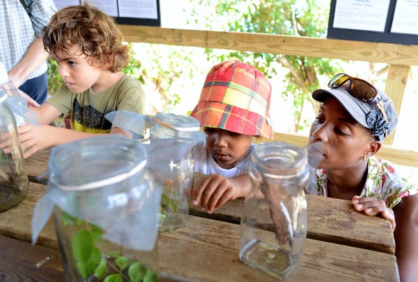 The Endemic Animal Discovery Station's live animal displays included four species found only on St. Martin. (Photo by Marc Petrelluzzi)