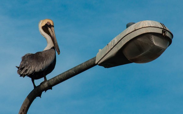 The Brown Pelican is featured in a new collection of desktop wallpapers of St. Martin birds released to commemorate the partnership