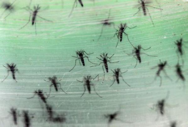 Male Aedes albopictus mosquitoes are seen in this picture. Zika virus is among the viruses spead by the species. REUTERS/MA QIANG/SOUTHERN METROPOLIS DAILY