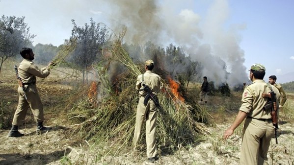 Indian policemen burn cannabis plants during a drive against cannabis production, in Awantipora, south of Srinagar. (Photo courtesy Reuters and www.thequint.com)